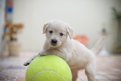 There are tennis on the yellow labrador retriever
